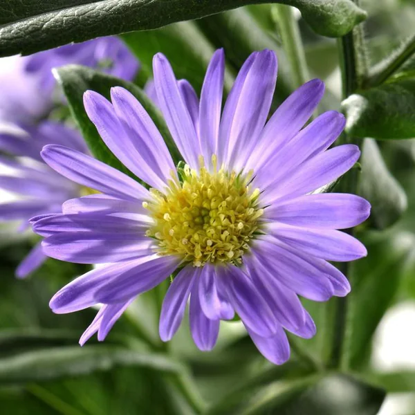 Aster à fleurs multicolores en mélange - La coupe Ø 27 cm