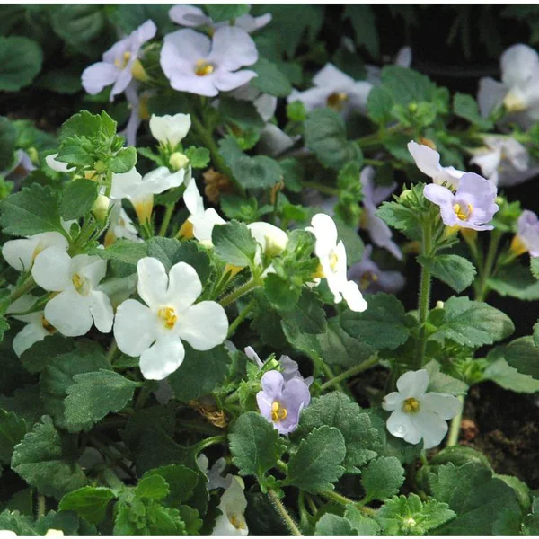Bacopa à fleurs multicolores. Le pack de 4 plants