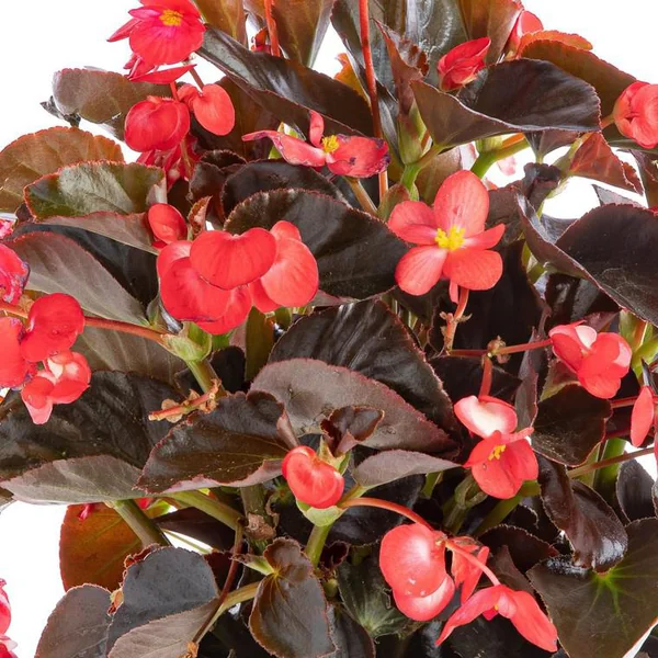 Bégonia Big à fleurs multicolores - Le pot de 1 litre