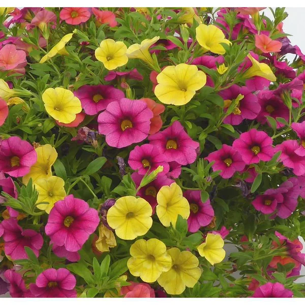 Calibrachoa (mini Pétunia) à fleurs multicolores - Le pot de 6 litres avec soucoupe