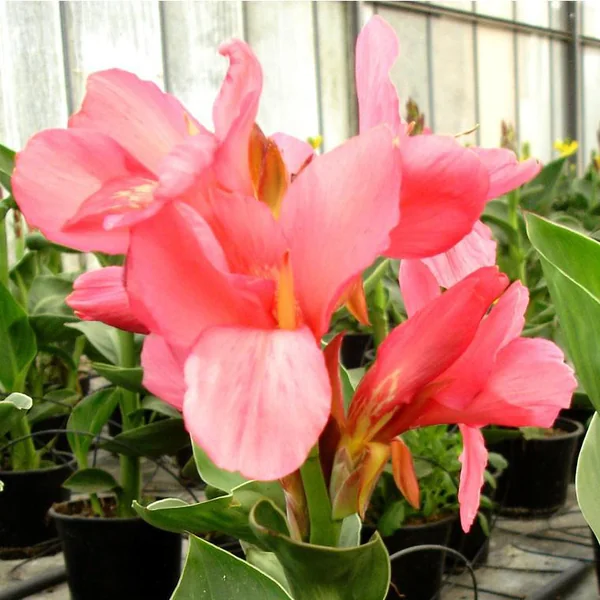 Canna ou Balisier à fleurs multicolores - Le pot de 3 litres