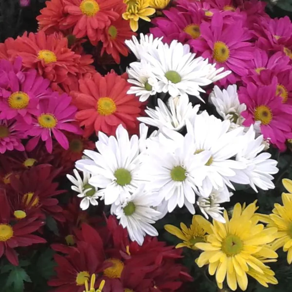 Chrysanthème américain ou Marguerite d'automne à fleurs multicolores - La coupe Ø 24 cm