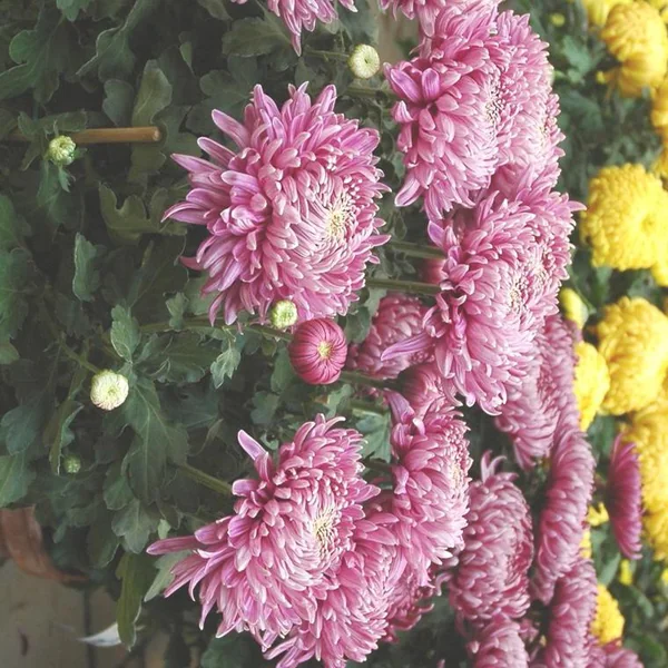Chrysanthème dirigé unifleur à grandes fleurs doubles multicolores - Le pot de 3 litres