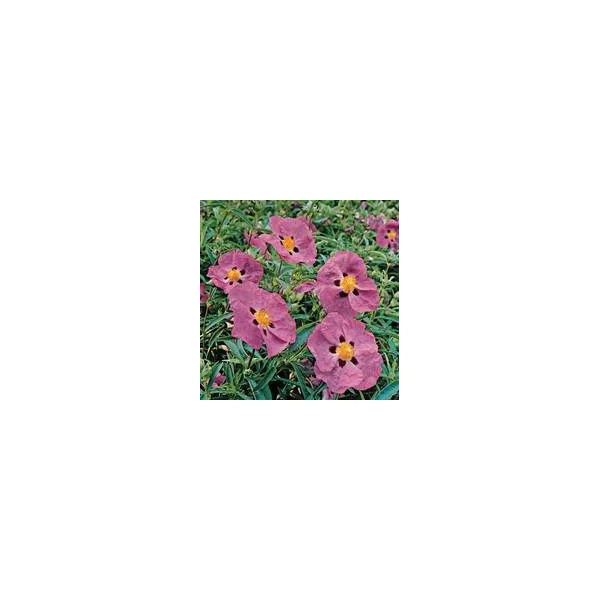 Cistus varié multicolore en pot de 3 L