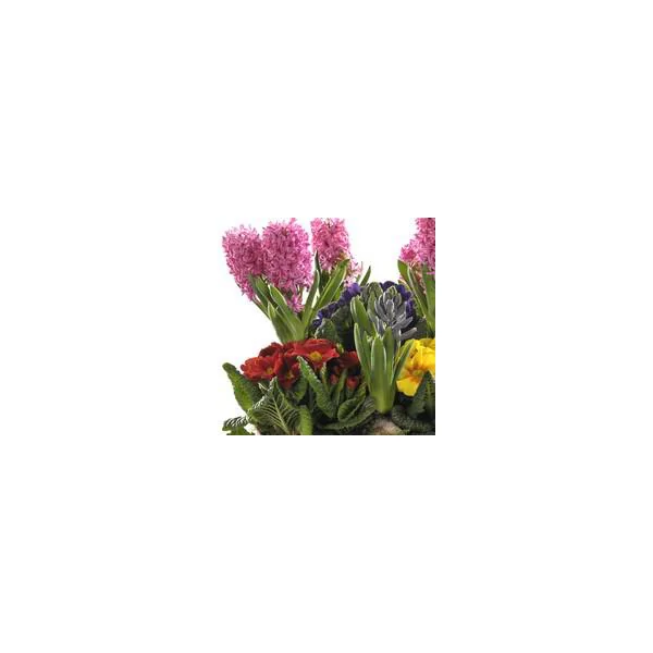 Composition de jacinthes et de primevères multicolores. La coupe