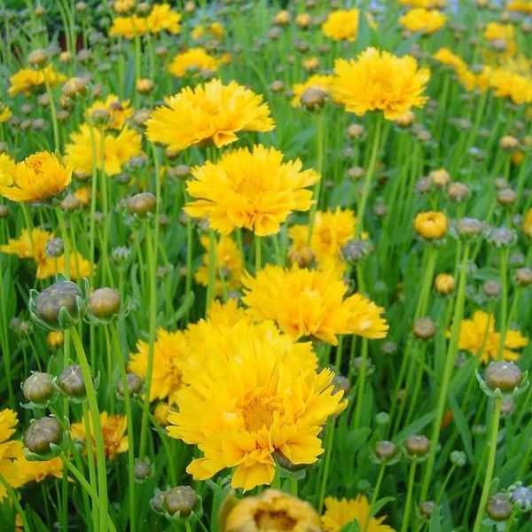 Coreopsis à fleurs jaunes - Le pot de 0,5 litre