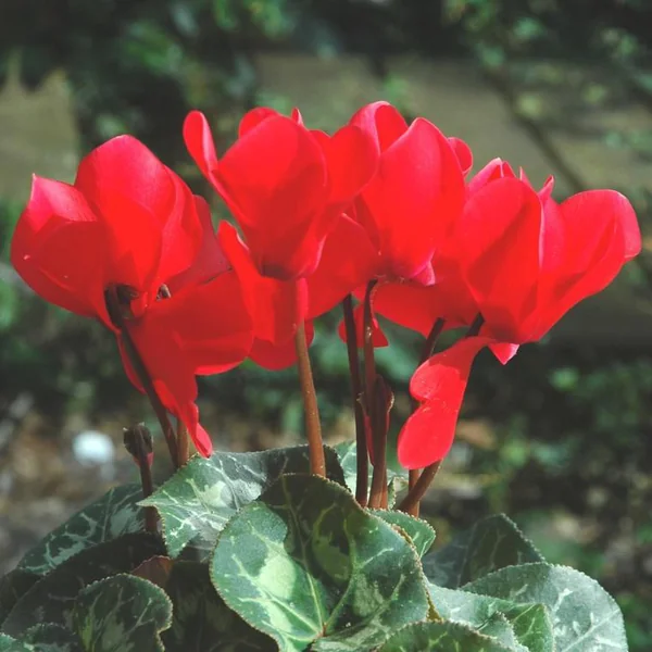 Cyclamen Midi à fleurs multicolores - La jardinière de 40 cm
