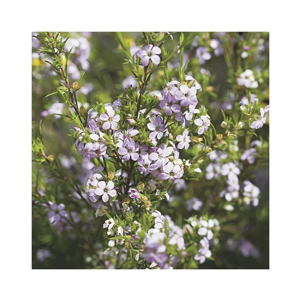 Diosma hirsuta pink foutain coloris rose. Le pot de 3 litres