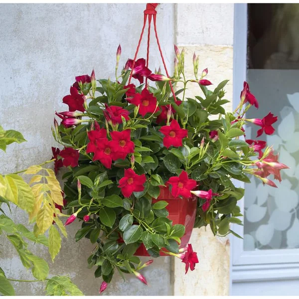 Dipladénia ou Mandevilla à fleurs multicolores. La suspension de 23 cm