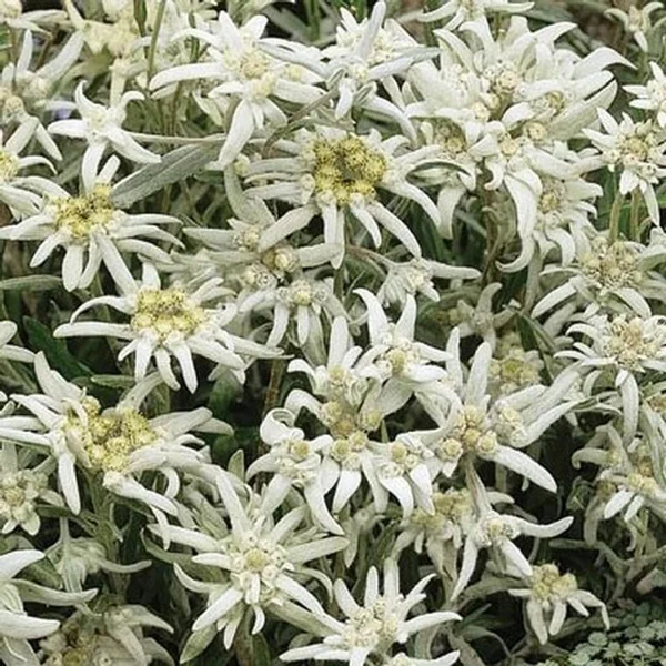 Edelweiss ou Étoile des neiges à fleurs blanches - Le pot de 2 litres