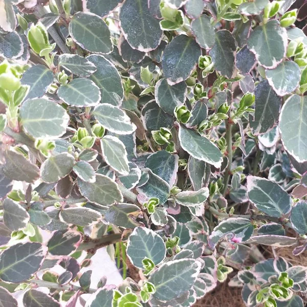 Euonymus Fortunei Emerald Gaiety panaché blanc 20/30 cm en pot de 3 L