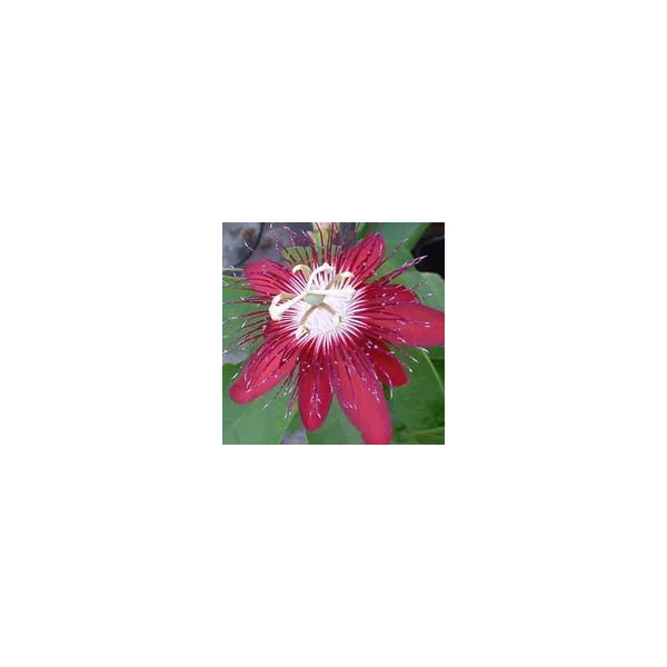 Fleur de la passion Tippi - Le pot de 3 litres