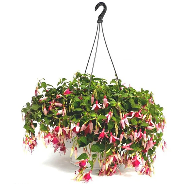 Fuchsia à fleurs multicolores - La suspension