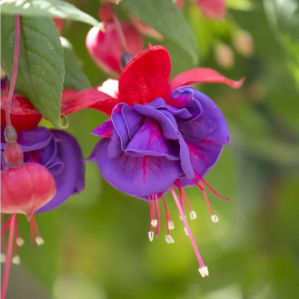 Fuchsia à fleurs multicolores - Le pot de 0,7 litre