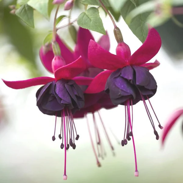 Fuchsia à fleurs multicolores - Le pot de 3,5 litres