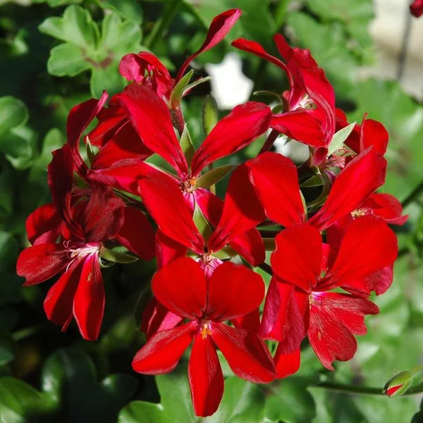 Géranium Lierre double à fleurs multicolores - Le pot de 2 litres