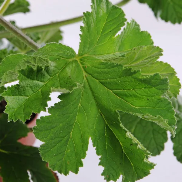 Géranium odorant anti-moustiques au feuillage vert - Le pot de 1 litre