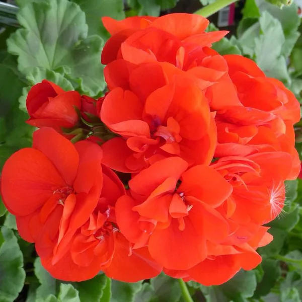 Géranium Zonal à fleurs multicolores - Le pot Ø 32 cm