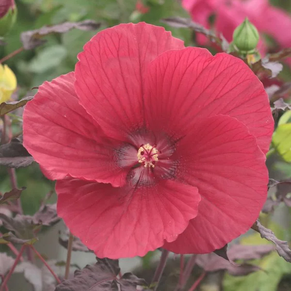 Hibiscus Moscheutos à fleurs multicolores - Le pot de 3,5 litres