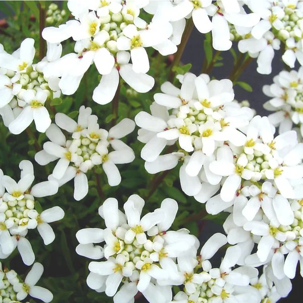 Ibéris Sempervirens ou Corbeille d'argent à fleurs blanches - La barquette de 6 plants