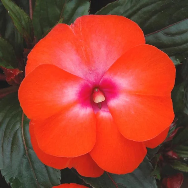 Impatiens ou Impatience de Nouvelle-Guinée à fleurs multicolores - La barquette de 10 plants