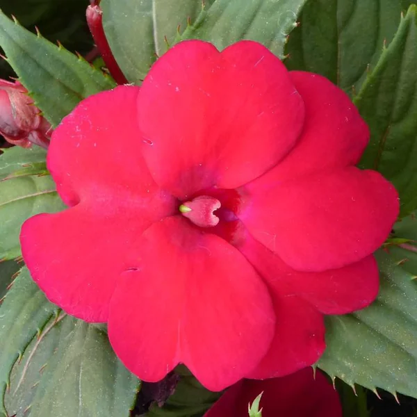 Impatiens ou Impatience de Nouvelle-Guinée à fleurs multicolores - La suspension de 6,5 litres
