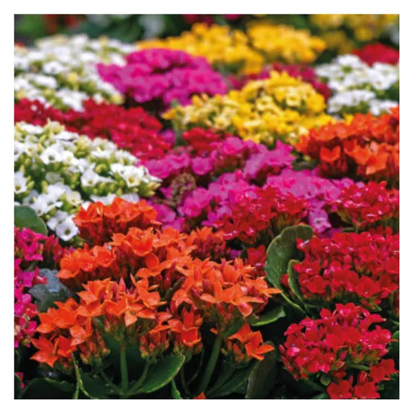 Kalanchoe à fleurs multicolores - La jardinière de 40 cm