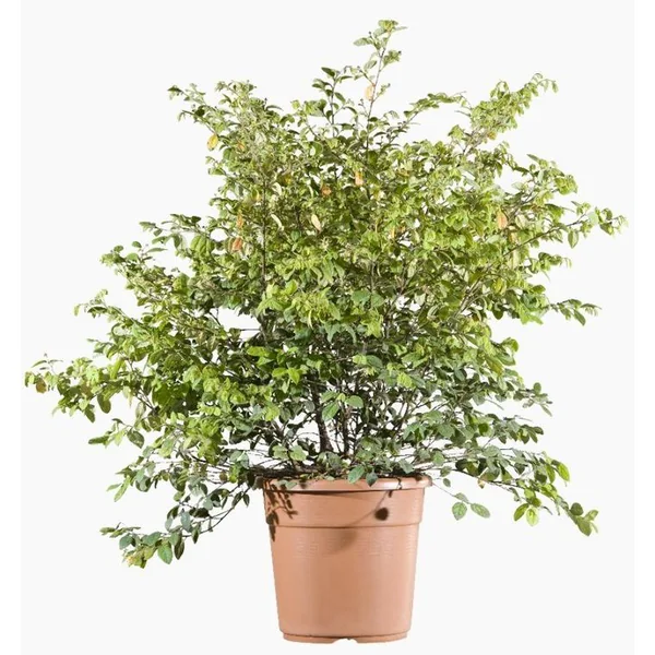 Loropetalum Chinense (Loropétale de Chine) 40/50 en pot de 7,5 L rouge