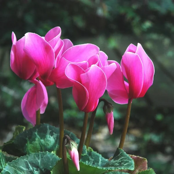 Mini cyclamen multicolore. La jardinière de 30 cm