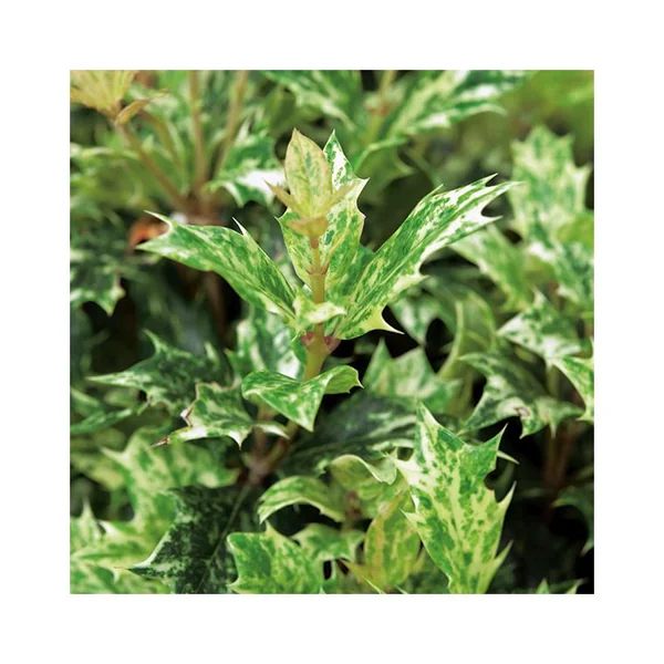 Osmanthus Tricolor jaune. Le pot de 1 litre