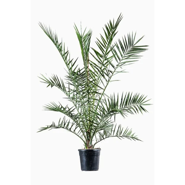 Phoenix Canariensis ou Dattier des Canaries 150/175 cm en pot de 10 L