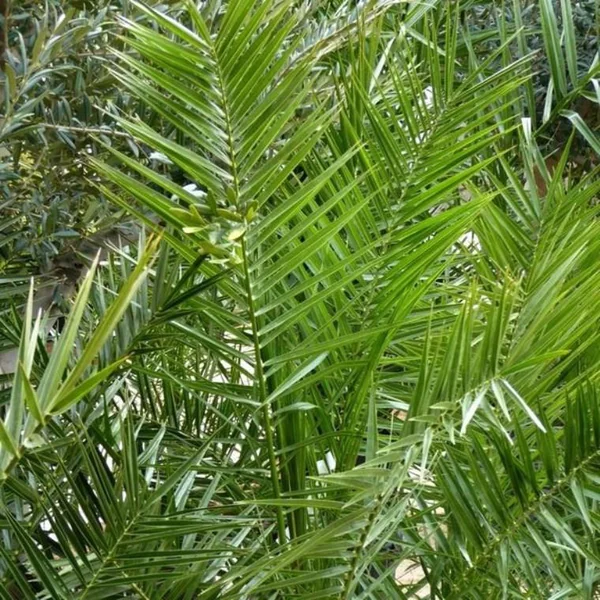 Phoenix Canariensis ou Dattier des Canaries 150/175 cm en pot de 40 L