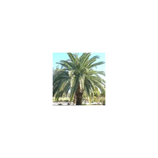 Phoenix Canariensis vert ou Dattier des Canaries. Le pot de 10 litres