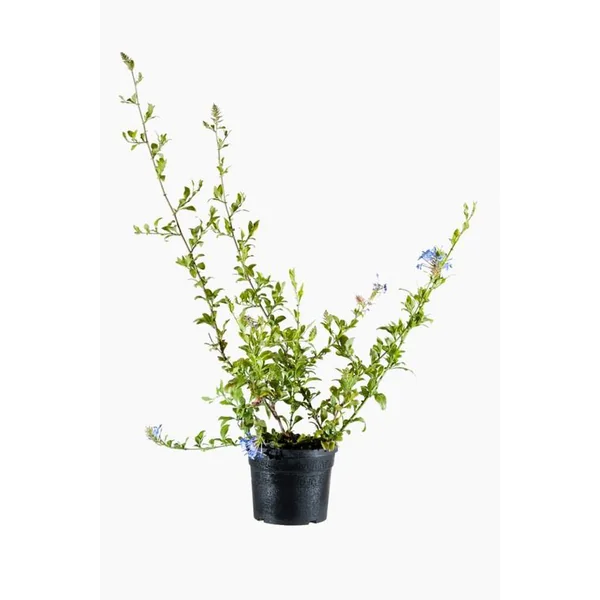 Plumbago Auriculata (Dentelaire du cap) pyramide en pot de 6 L bleu