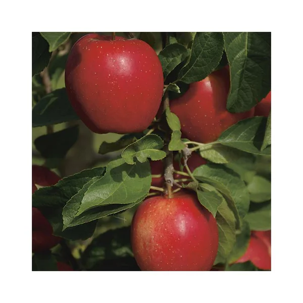 Pommier Divine® Delcored. En racine nue, forme 1/2 tige calibre 6/8