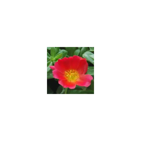 Pourpier à fleurs simples multicolore ou Portulaca. La suspension de 23 cm