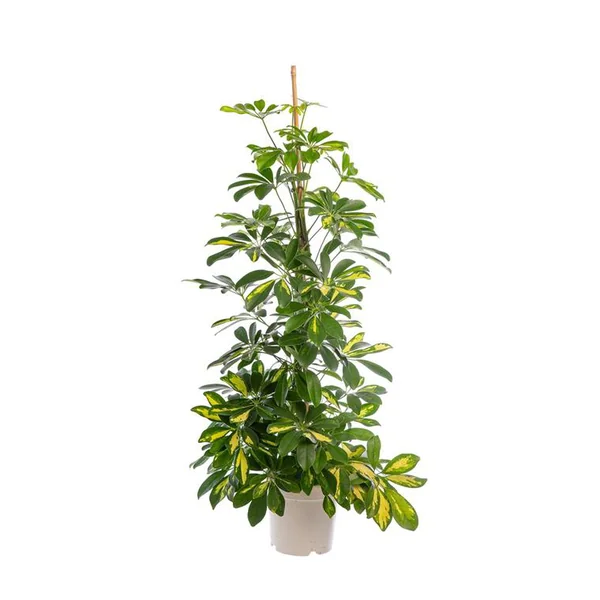 Schefflera Arboricola Gold Capella ou Arbre parapluie pot Ø17 cm/ H80 cm (T mousse)