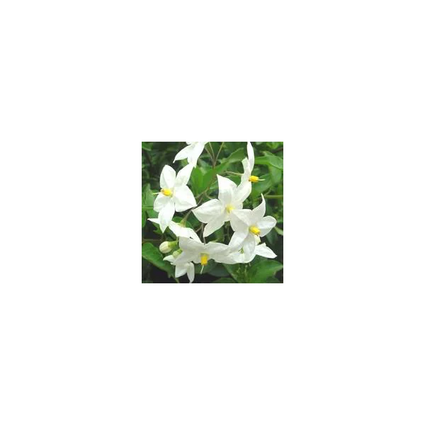Solanum Jasminoides. Le pot de 5 litres, forme tippi