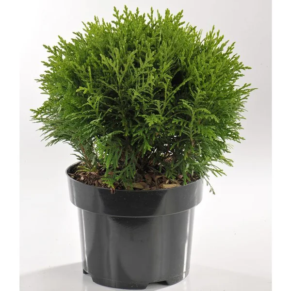 Thuya Occidentalis Danica (thuya du Canada) 30 ? 40 en pot de 5 L vert