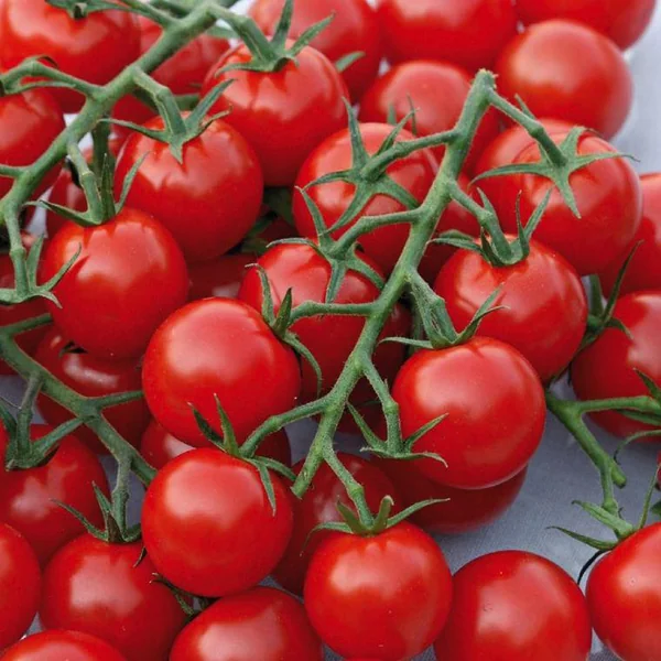 Tomate Cocktail En Grappe Harmony bio. Le pot de 9 x 9 cm