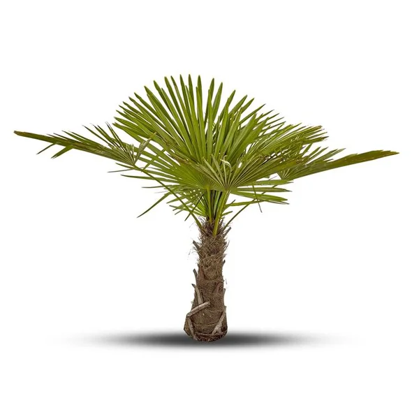 Trachycarpus Excelsa ou Palmier de Chine 40/50 cm en pot de 50 L