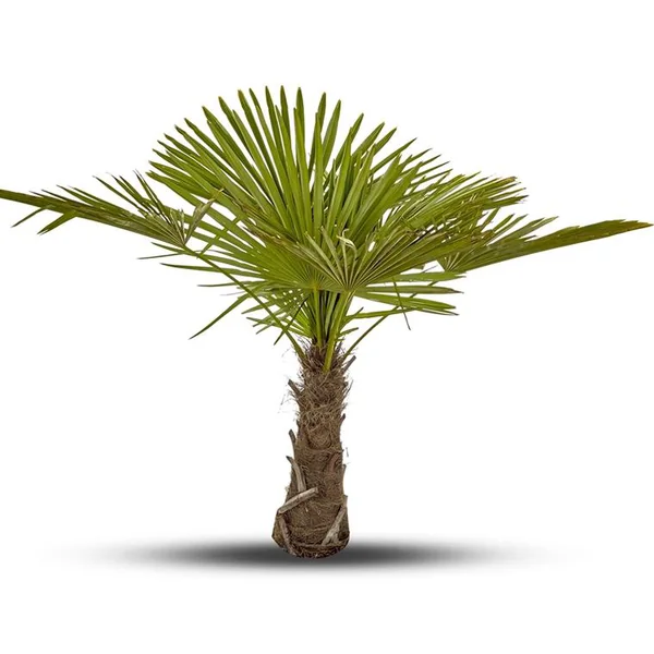 Trachycarpus Excelsa ou Palmier de Chine 90/100 cm en pot de 70 L